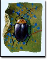 Defense From Flea Beetles Image